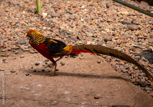 Wallpaper Mural pheasant in the sand Torontodigital.ca