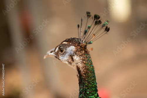 Wallpaper Mural portrait of a peacock Torontodigital.ca
