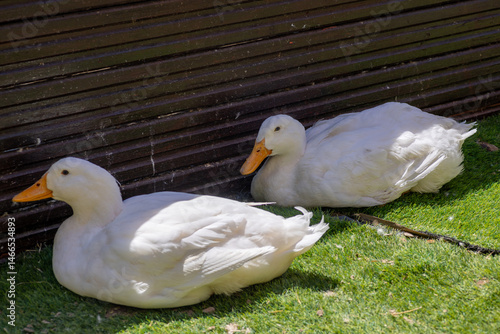 Wallpaper Mural ducks in the park Torontodigital.ca