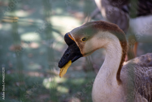 Wallpaper Mural duck in the zoo Torontodigital.ca