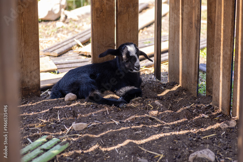 Wallpaper Mural black and white puppy Torontodigital.ca