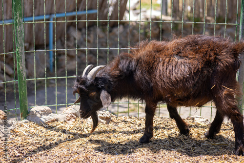 Wallpaper Mural buffalo in the zoo Torontodigital.ca