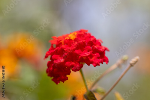 Wallpaper Mural red and yellow flowers Torontodigital.ca