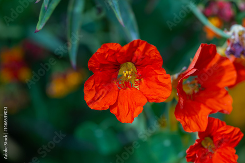 Wallpaper Mural red hibiscus flower Torontodigital.ca
