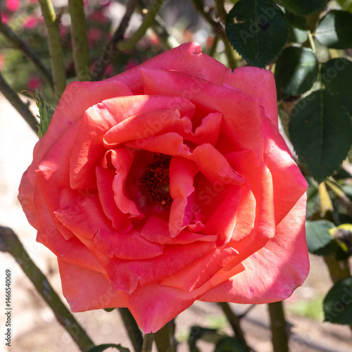 Wallpaper Mural red rose in garden Torontodigital.ca