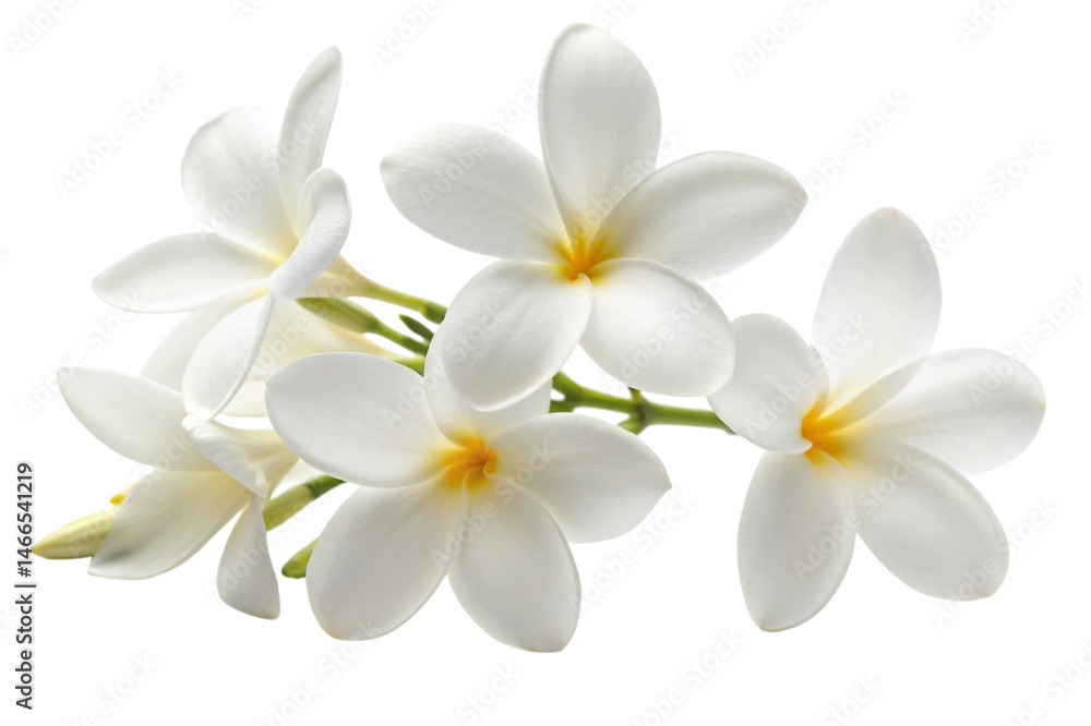 Fototapeta premium frangipani flower isolated on white