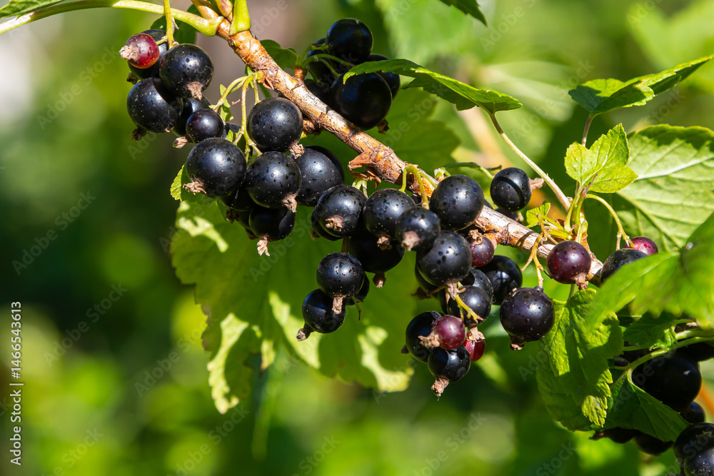 Blackcurrants grow on a vine in a lush garden during a sunny afternoon in late summer Blackcurrants grow on a vine in a lush garden during a sunny afternoon in late summer
