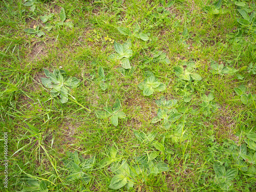 Картината върху платно Multiple broadleaf plantain (Plantago major) plants growing among grass in a lawn