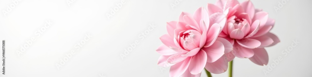Obraz premium Close-up of two delicate organza dahlia buds in soft pink hues on white background, pink, dahlia, powdery