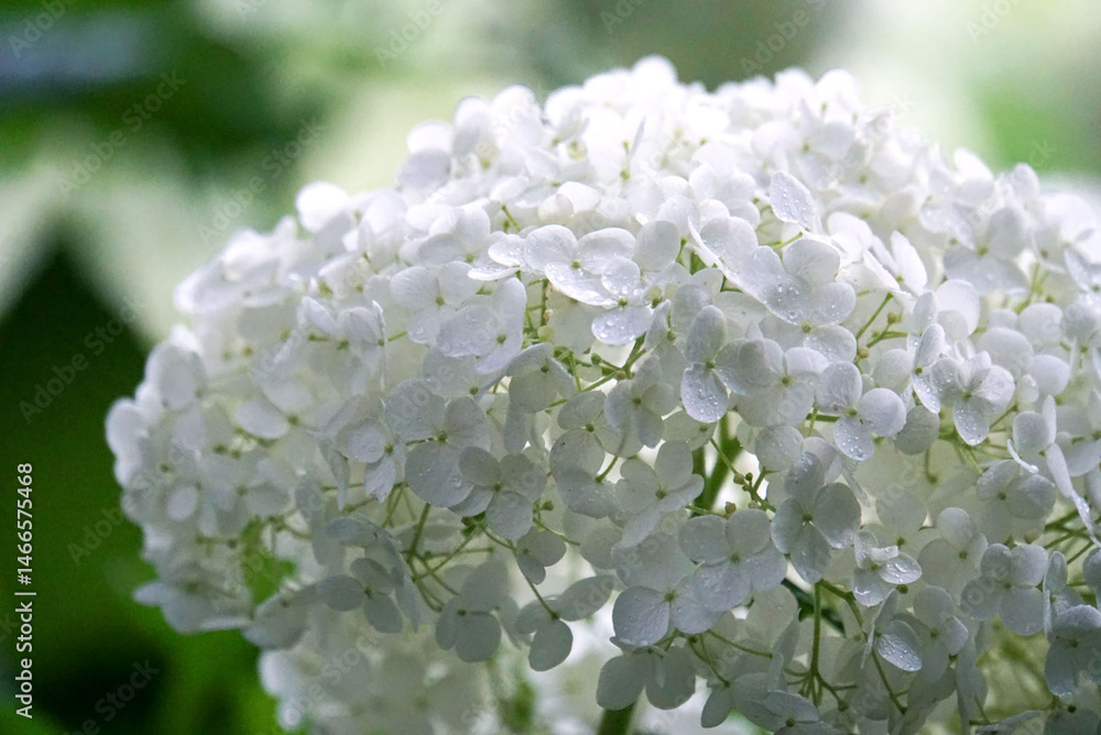 紫陽花 紫陽花