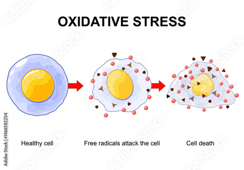 Oxidative stress in cell