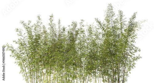 Fototapeta Naklejka Na Ścianę i Meble -  Cutout bamboo forest isolated with transparent background 3d