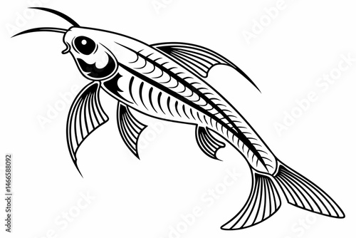 glass catfish sihouette black vector