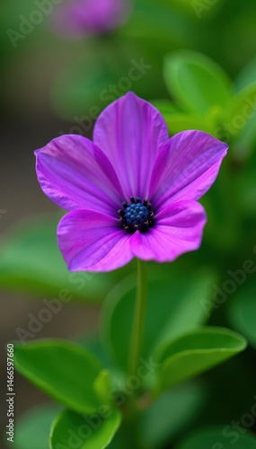 Vibrant purple flower, green stem, garden setting, green, life, spring