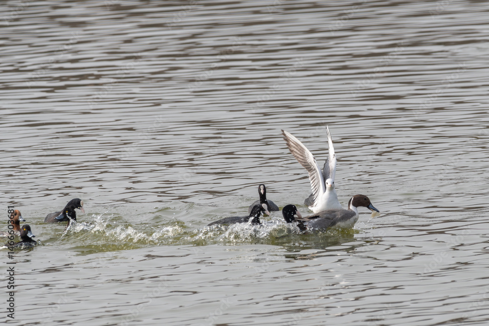 水面で群れる水鳥たち