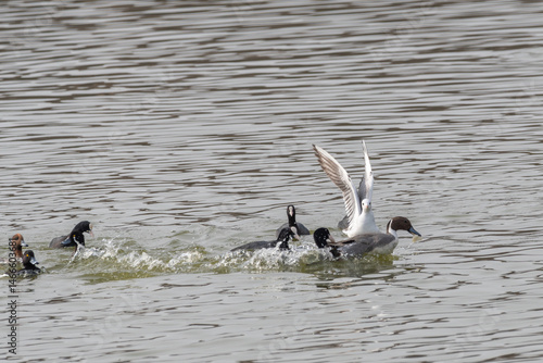 Obraz na płótnie 水面で群れる水鳥たち w salonie