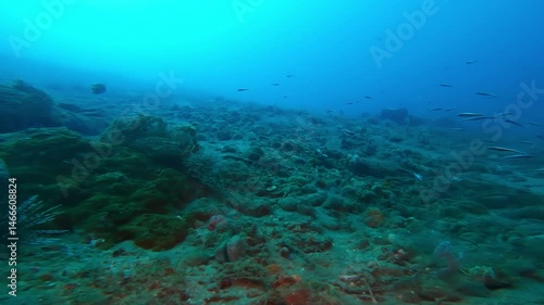 Wallpaper Mural Large school of dark-banded fusiliers swims over coral reef Torontodigital.ca