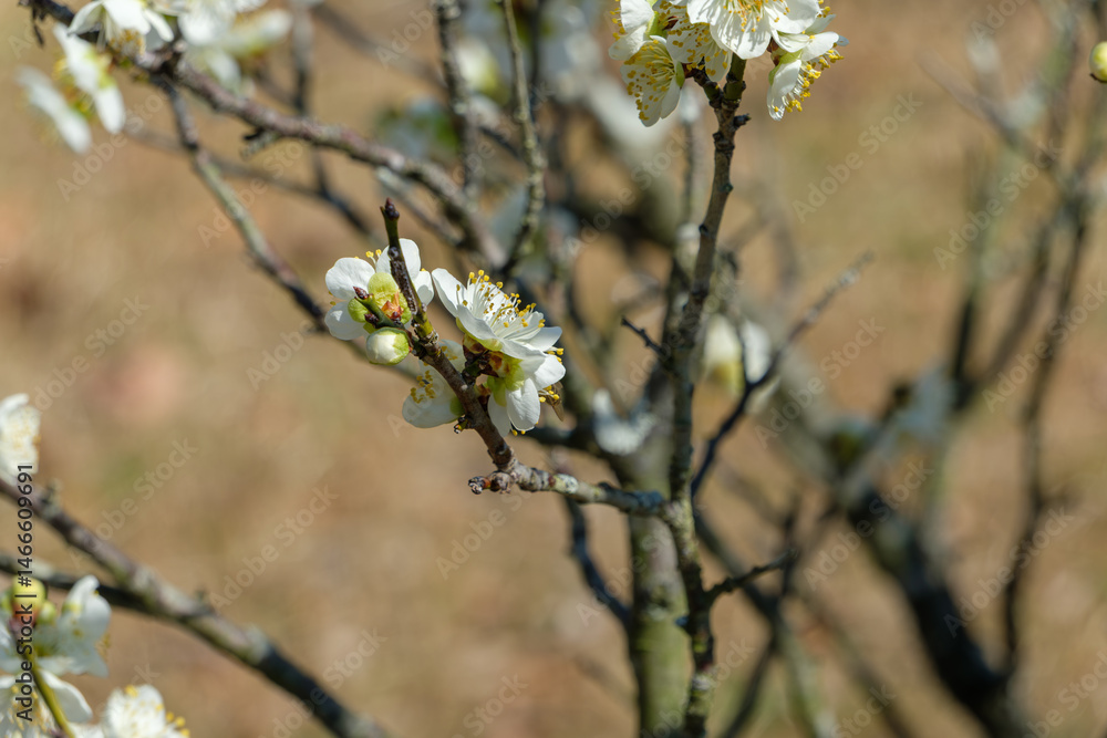 白梅のつぼみと開花の枝