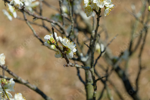 Obraz na płótnie 白梅のつぼみと開花の枝 w salonie