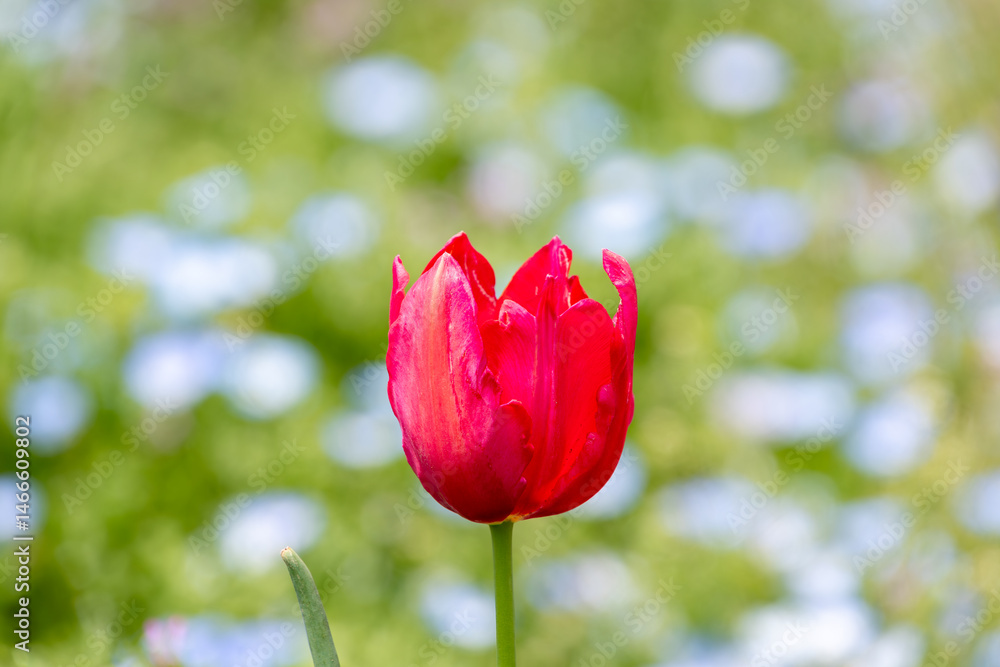 赤いチューリップの花と春の光