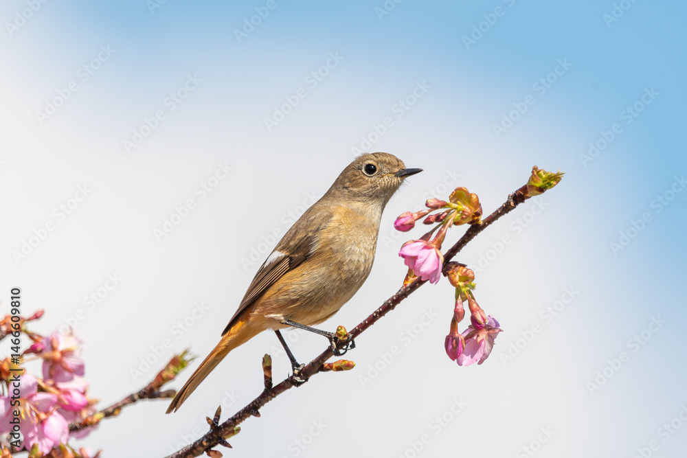 桜の枝にとまるジョウビタキ