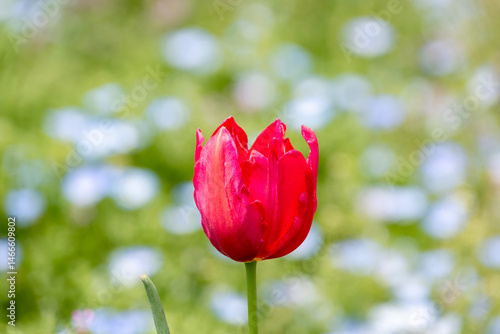 Obraz na płótnie 赤いチューリップの花と春の光 w salonie