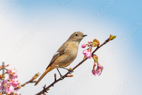 Obraz na płótnie 桜の枝にとまるジョウビタキ w salonie