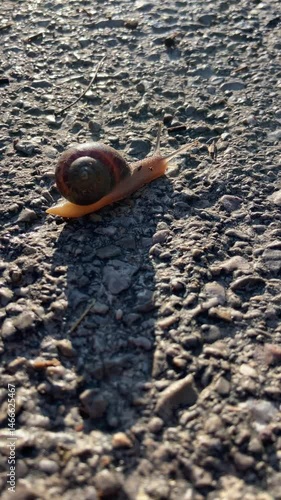 A solitary snail moves slowly across a textured ground under warm sunlight, evoking a sense of patience, simplicity, and quiet observation in nature