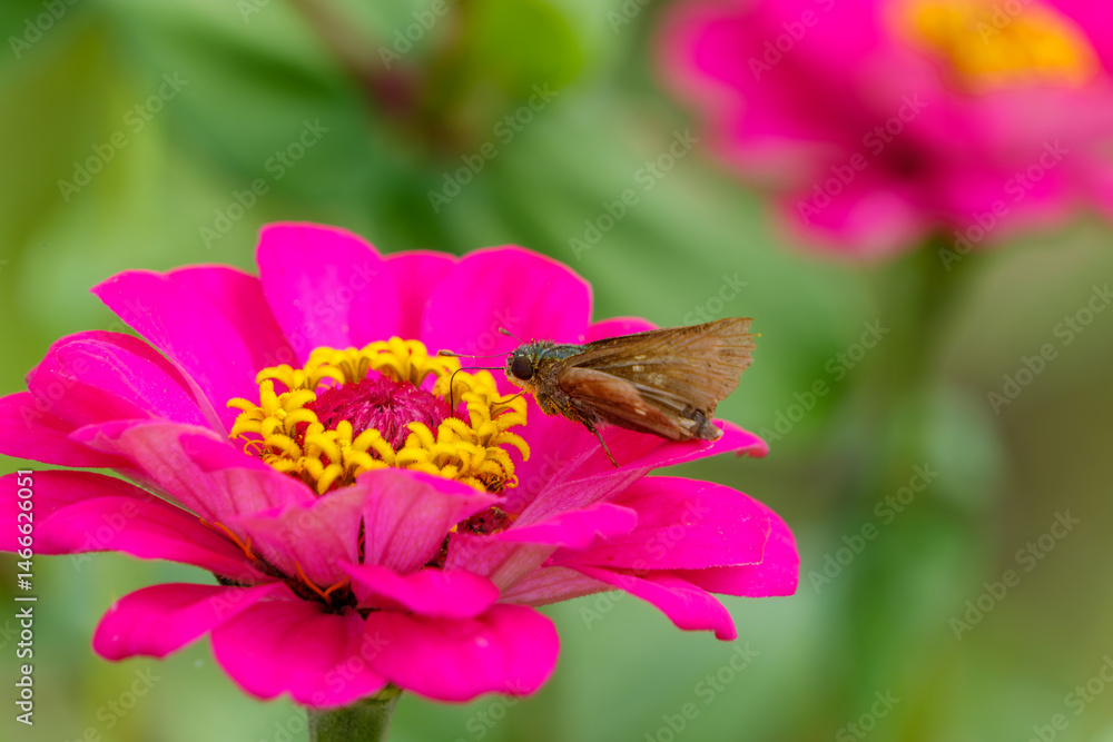 ジニアの花にとまる蝶の姿