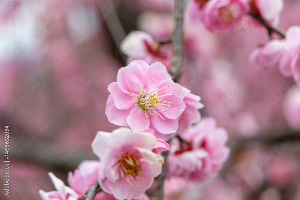 春に咲くピンクの梅の花