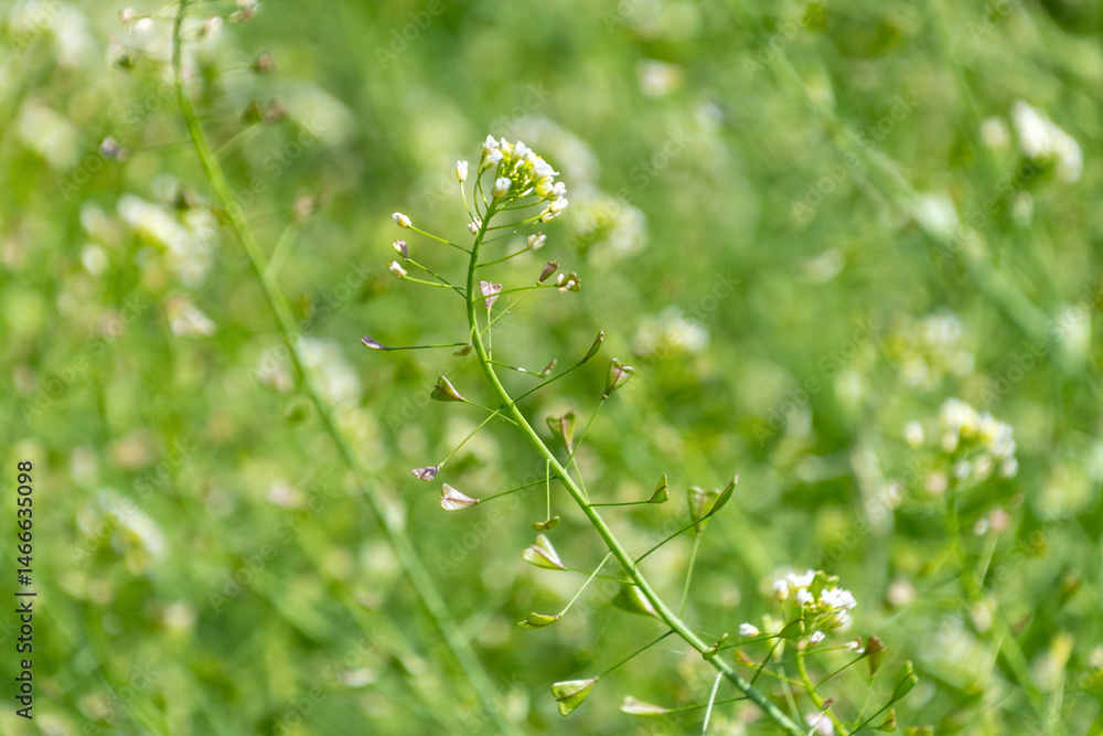 Close-up of shepherd's purse flowering in lush green meadow Close-up of shepherd's purse flowering in lush green meadow