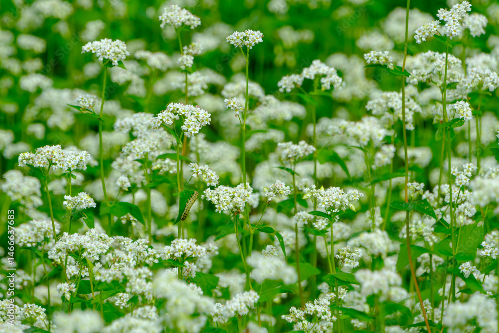 白いソバの花が咲く一面の畑