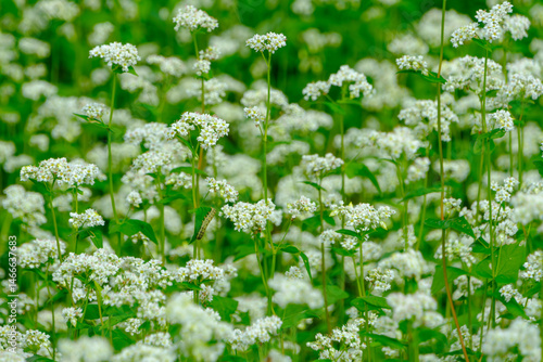Obraz na płótnie 白いソバの花が咲く一面の畑 w salonie
