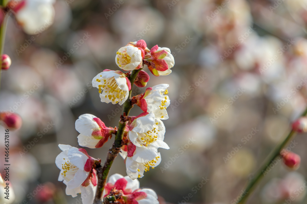 梅の花が咲く春の訪れ