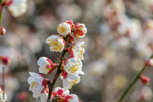 Obraz na płótnie 梅の花が咲く春の訪れ w salonie
