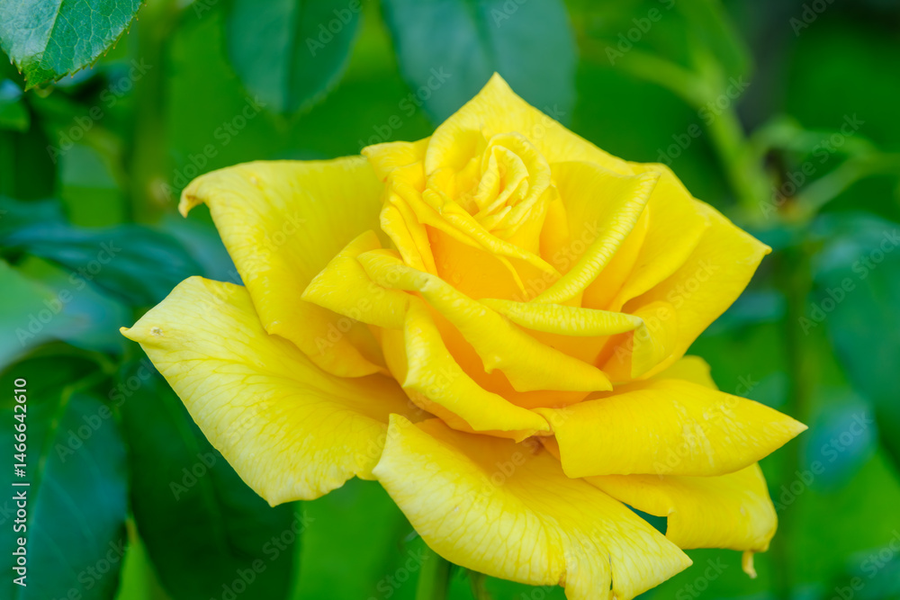 鮮やかな黄色が輝くバラの花