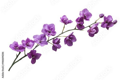  Elegant branch of purple orchid flowers, delicate petals, slender stem, tropical plant, vibrant color, blooming stage, isolated white.