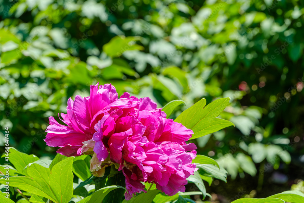鮮やかに咲くピンクの牡丹の花