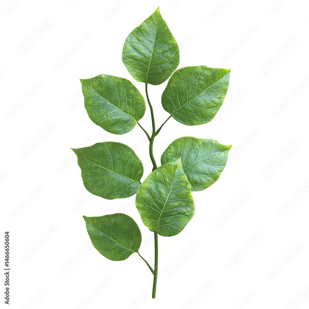 Fototapeta premium Fresh Green Leaves Border Isolated on White Background