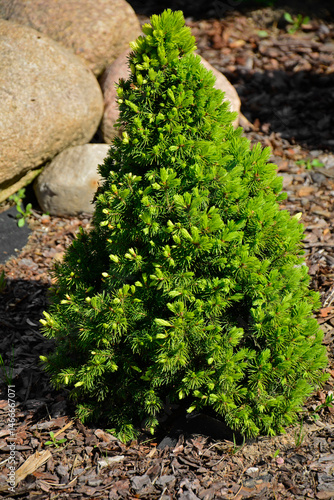 Foto świerk biały karłowa odmiana Conica w ogrodzie, Picea glauca Conica, Dwarf whi