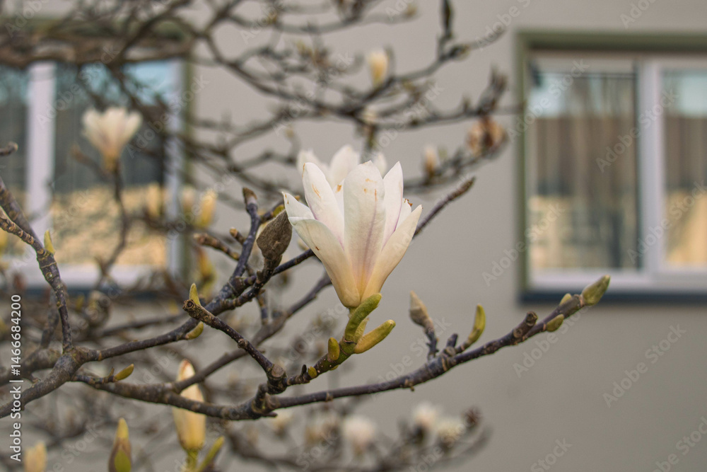 Magnolia cylindrica flower against the background of house windows