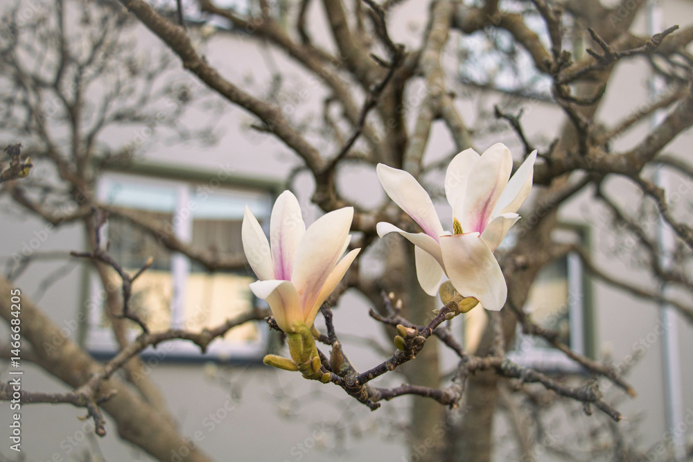 Two beautiful magnolia flowers in the garden with a house in the background