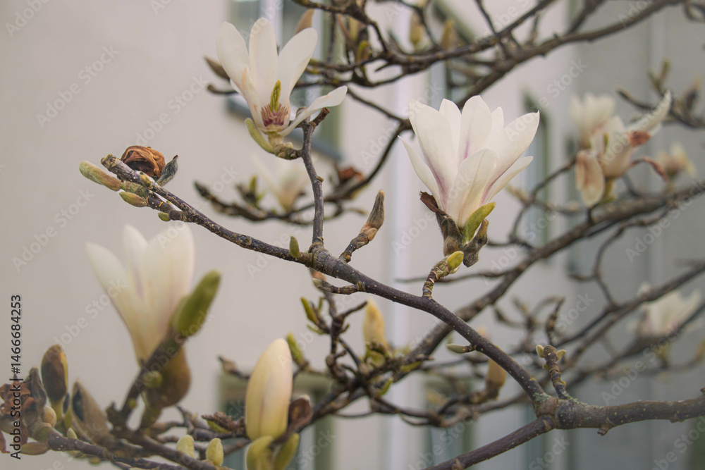 Inflorescences on a white magnolia tree in a garden