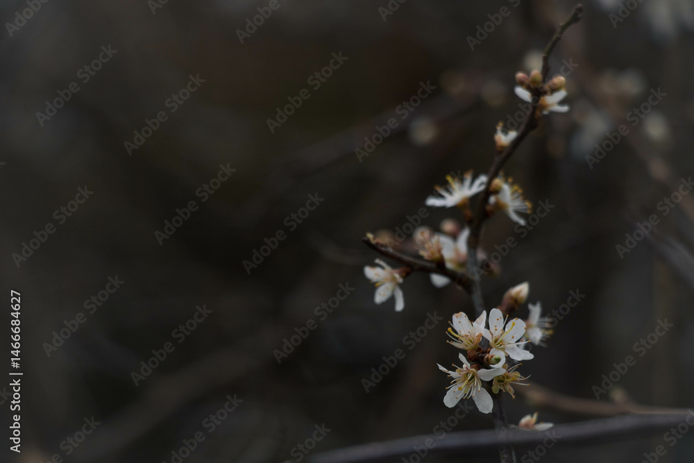 Flowering on dark branches in early spring in the near frame, flowering branch on the left side, empty space for text on the right