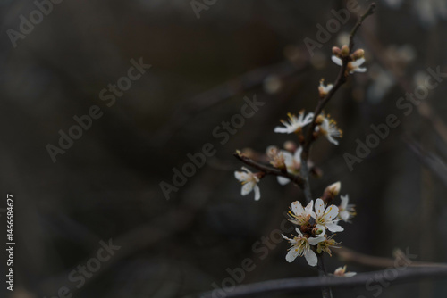 Obraz na płótnie Flowering on dark branches in early spring in the near frame, flowering branch on the left side, empty space for text on the right w salonie