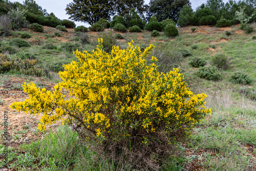 Ulex europaeus. Gorse, a thorny shrub covered in yellow inflorescences in the mountains.