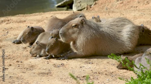 View on a capybara in nature