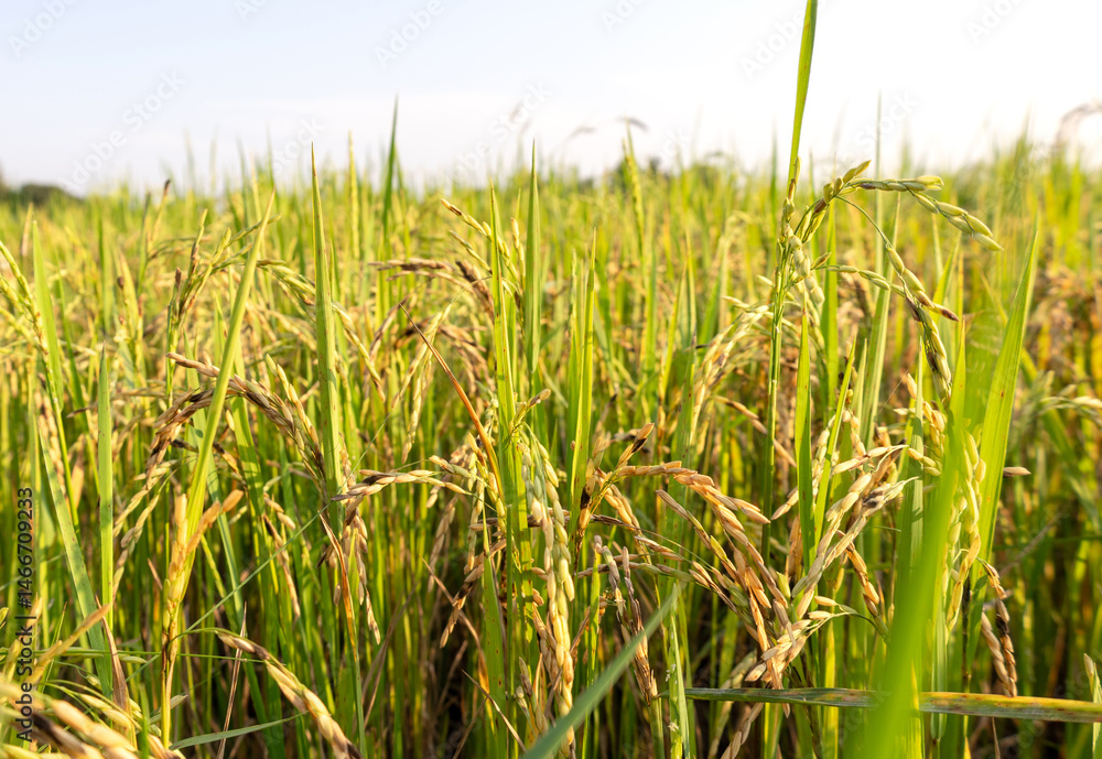 Obraz premium dirty panicle disease in rice plants
