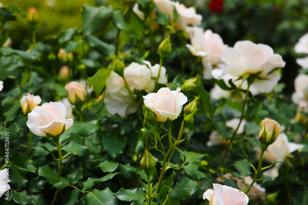 Fototapeta premium Beautiful white roses in full bloom at the Japan Rose Garden.