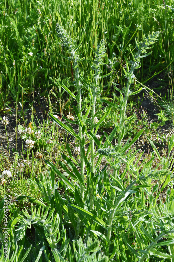 Obraz premium Blauer Natternkopf; Echium vulgare